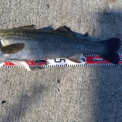 夏エビ撒き開幕